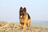 BERGER ALLEMAND 952